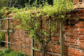 Hecken sind die natürlichste art eines sichtschutzes. Sichtschutz Fur Den Garten Das Sind Die Besten Optionen Garten Diybook De