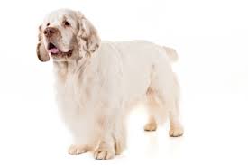 It's important to thoroughly research a breeder prior. Luv My Dogs