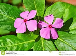 Original hydrangea plant with pink and blue flowers: Pink Purple Flowers On A Green Leaf Plant Stock Photo Image Of Leaves Bunch 112840356