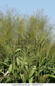 Image result for Phragmites karka
