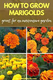 Marigold Flowers Varieties Uses Meaning Growing And Care Tips Growing Marigolds Beautiful Flowers Garden Marigolds In Garden