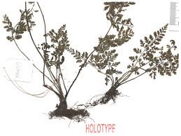 Image result for Asplenium inaequilaterale