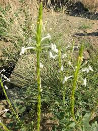 Image result for Chascanum