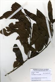 Image result for Psydrax parviflora