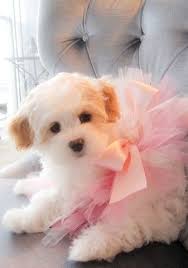 Saturday Pow Lovely Animals Sevimli Kopek Yavrulari Evcil Hayvanlar Ve Yavru Kediler