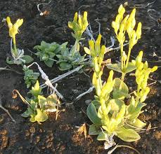 Image result for Sebaea