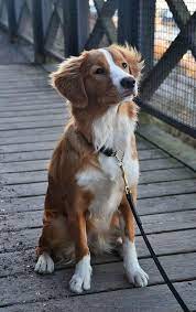 nova scotia ducktoller retriever i will own such a dog i remember hunderassen hunde rassen hunde