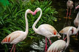 Hours, address, langkawi wildlife park reviews: Langkawi Wildlife Park Bird Paradise Naturally Langkawi