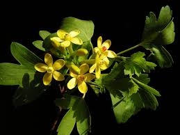 Check spelling or type a new query. Zolotistaya Smorodina Polza Posadka Vyrashivanie Uhod