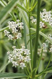 Image result for Asclepias schumanniana