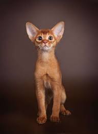 Another widely held belief is that a british soldier brought kittens back from abyssinia (now called ethiopia) and bred the cat in great britain from. Abyssinian Cat For Sale In The City Of Riga Latvia Price 851 Announcement 856