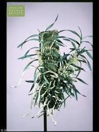 Image result for Tridactyle bicaudata