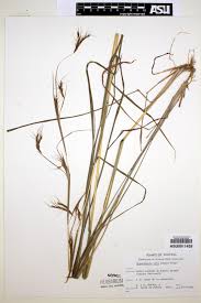 Image result for Hyparrhenia nyassae