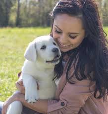 We help pregnant mothers, puppy litters, seniors. White Lab Puppies For Sale Purebred English Labrador Puppies