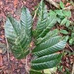 Image result for Coula edulis