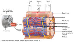 Names of muscles in english. Histology Of Muscle