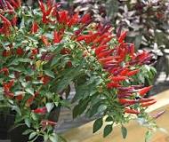 Image result