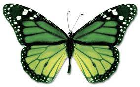 Pin By Food Fun Happiness On Green Butterfly Pictures Green Butterfly Butterfly Tattoo