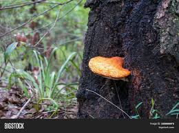 We did not find results for: Bright Orange Fungus Image Photo Free Trial Bigstock