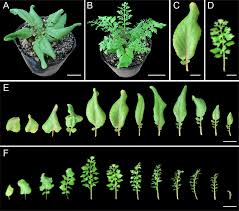 Image result for Rorippa