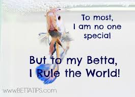 To Most I Am No One Special But To My Betta I Rule The World Betta Bettafish Bettaquotes Fishquotes Lovefish Fish Betta Fish Betta Fish Care Betta