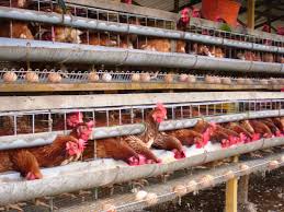 We did not find results for: 12 Cara Membersihkan Kandang Dalam Budidaya Ayam Petelur Dengan Mudah Arenahewan Com