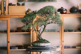 Image result for rosemary bonsai
