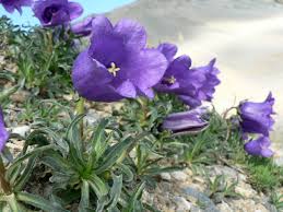 Campanula Alpestris Campanula Flowers Plants