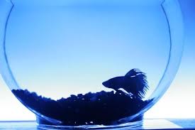 How To Treat Betta Fish Swim Bladder Disease Thumbnail Swim Bladder Disease Betta Fish Betta