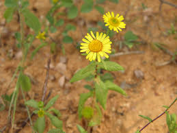 Image result for Pentanema indicum