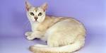 Burmilla Cat Breed Profile | Petfinder