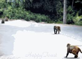 Gambar animasi hujan bergerak kucing pakai payung. Http Www Upload Imgifs Com Do Php Img 2188 Gambar Animasi Lucu