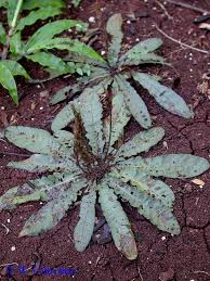 Image result for Elytraria