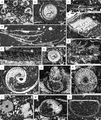 Thin Section Photomicrographs Of Biotic Constituents In Mud Mounds A Download Scientific Diagram