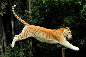 There are records of golden bengal tigers in india dating back to the early 1900s (as stripeless tigers). The Majestic Rare Golden Tiger Wow Amazing