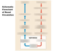 Flowchart Of Renal Circulation Diagram Quizlet