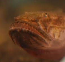 The asian arowana, known as the dragon fish in chinese, is one of the world's most expensive aquarium fish.credit.ore huiying for the new the idea of cosmetic surgery for a fish may sound extreme. How To Care For A Violet Goby Dragonfish Pethelpful By Fellow Animal Lovers And Experts