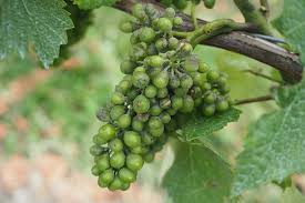 Maybe you would like to learn more about one of these? Wine Science Powdery Mildew The Wine World S Biggest Problem Wineanorak Com