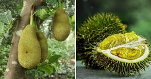 The durian fruit has a powerful odor reminiscent of decayed onions, limburger cheese and sherry wine. Jackfruit Vs Durian What S The Difference Gardening Channel