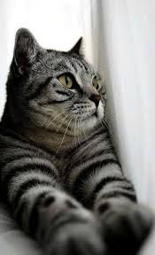 Beautiful Siberian Cats Beautiful Himalayan Cats Pretty Cats Animals Cute Animals