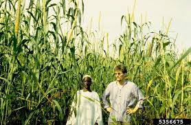 Image result for Cenchrus americanus