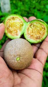 Image result for Philenoptera nelsii