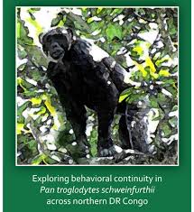 Image result for Trachyphrynium braunianum