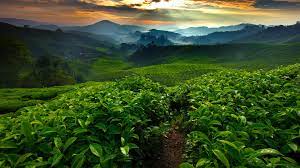 Black, nature, yellow, butterfly, insect, highland, malaysia, cameron, cameron highland wallpaper (photos, pictures). Tea Fields Plantation In The Morning Cameron Highland Malaysia Windows 10 Spotlight Images
