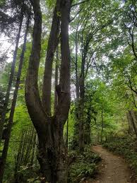 There are periodic benches along the trail for resting. Guemes Mountain Trail Anacortes 2021 All You Need To Know Before You Go With Photos Tripadvisor