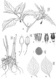 Image result for Discopodium penninervium