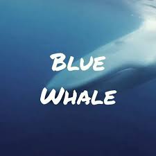 Tap For Conservation Info Lets Learn About Blue Whales Video By Documentary Trips Common Name Blue Whale Scientific Name Balaenoptera Musculus Type