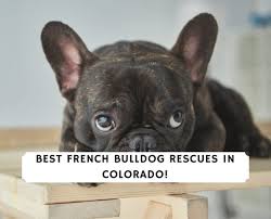 Illinois english bulldog rescue is dependent on the donations of our supporters. Best French Bulldog Rescues In Colorado 2021 We Love Doodles