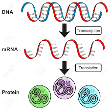 Because many identical rna copies can be made from the same gene, and each rna molecule can direct the synthesis of many identical protein molecules, cells can synthesize a large amount of protein rapidly when necessary. Central Dogma Of Gene Expression Infographic Diagram Showing Royalty Free Cliparts Vectors And Stock Illustration Image 87967053