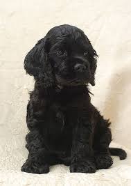 All Black American Cocker Spaniel Black American Cocker Spaniel Puppy Cocker Spaniel Puppies Spaniel Puppies American Cocker Spaniel